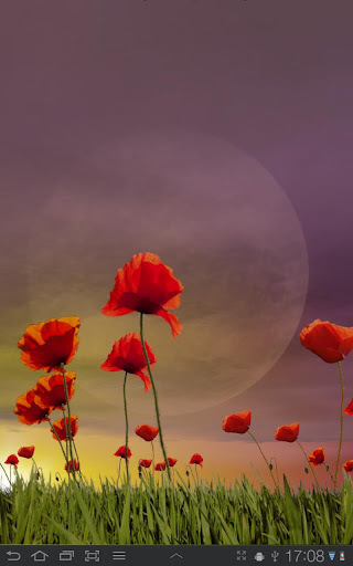 Poppy Field FREE截图4