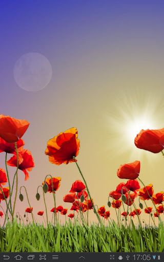 Poppy Field FREE截图1