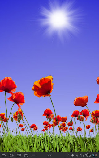 Poppy Field FREE截图2