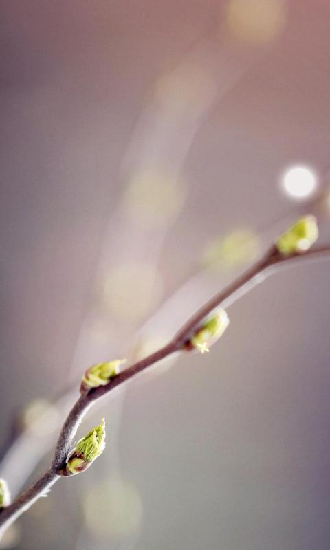 萌芽-绿豆动态壁纸截图1