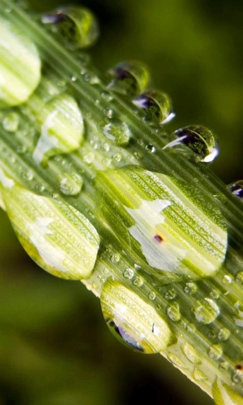 水嫩的植物-绿豆动态壁纸截图1