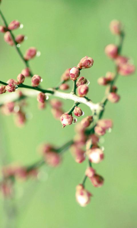 水嫩的植物-绿豆动态壁纸截图3