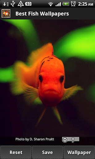 Best Fish Wallpapers截图2