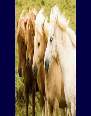 Top 20 Horse Breeds 1截图3