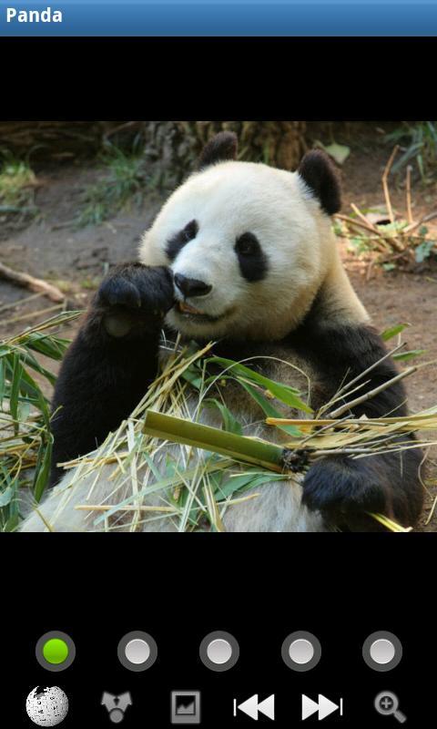 有趣的熊猫 Funny Panda截图1