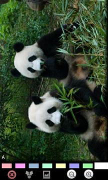 有趣的熊猫 Funny Panda截图