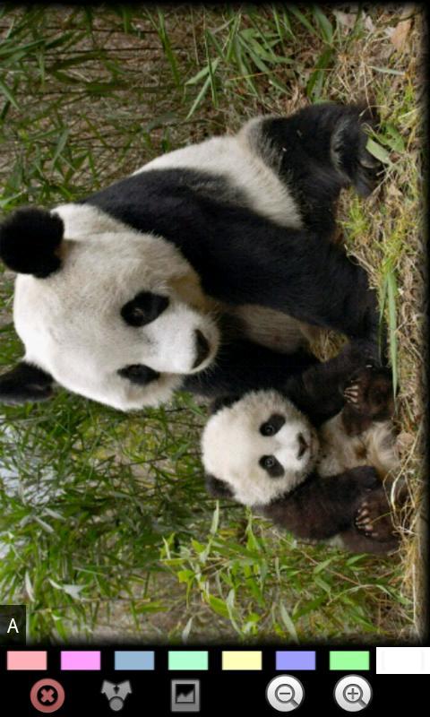 有趣的熊猫 Funny Panda截图2