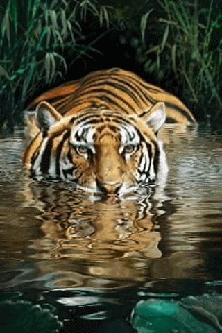 Tiger River Live Wallpaper截图1