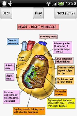 Anatomy Heart Lecture截图1