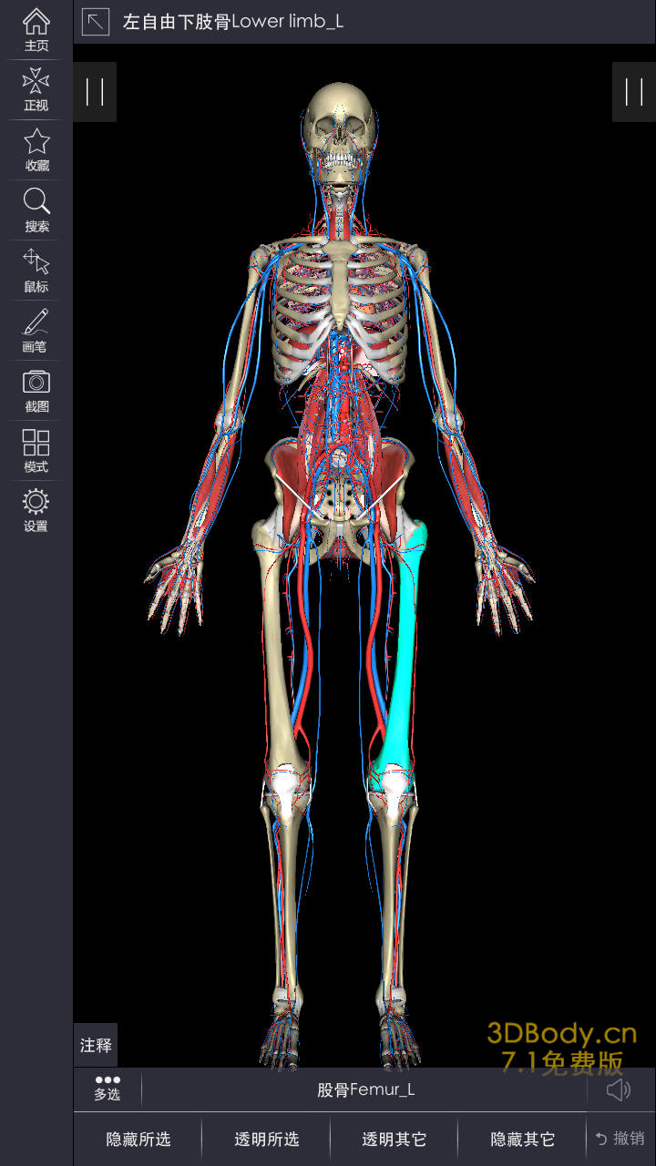 3DBody系统解剖截图2