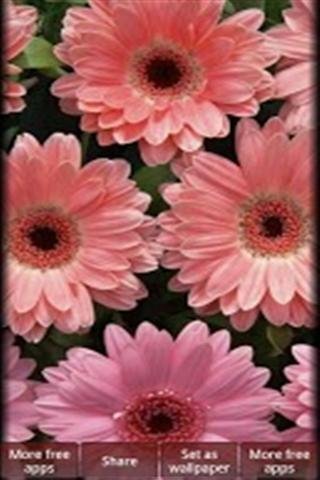 Pretty Pink Color HD Wallpapers截图3