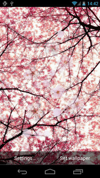 樱桃的花卉实时墙纸截图