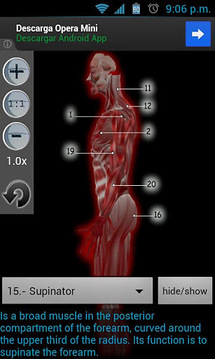 解剖肌肉截图