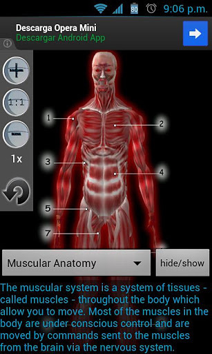 解剖肌肉截图3