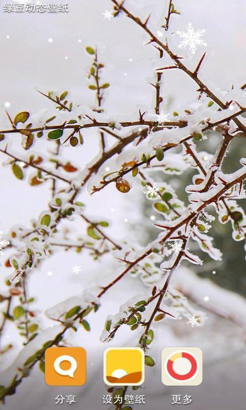 冰雪下的嫩芽-绿豆动态壁纸截图5