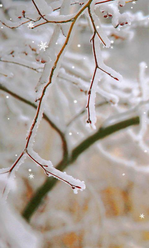 冰雪下的嫩芽-绿豆动态壁纸截图2