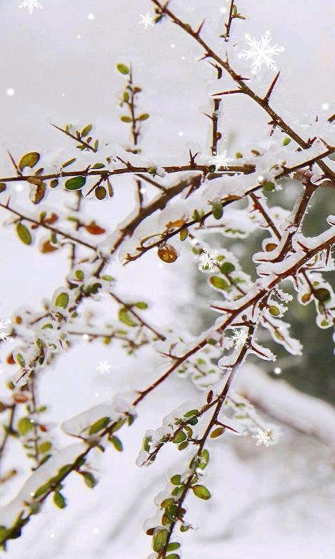 冰雪下的嫩芽-绿豆动态壁纸截图3