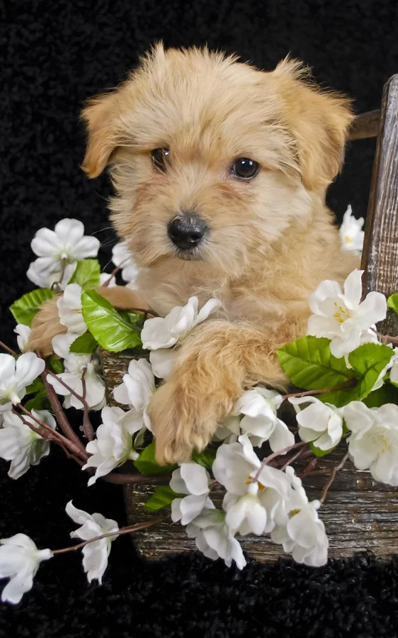 小狗动态壁纸 Puppies Live Wallpaper截图4