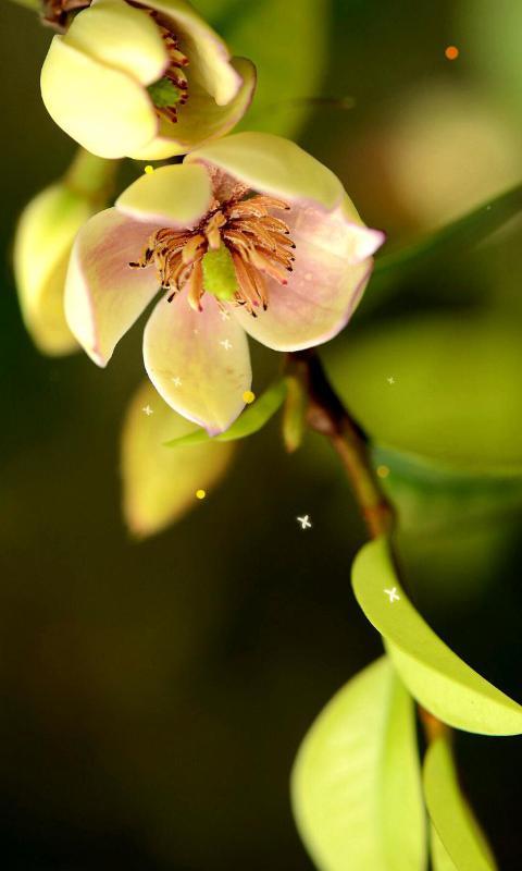 含笑花-绿豆动态壁纸截图3