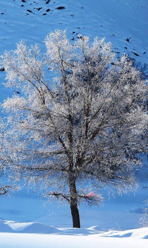 雪景-绿豆动态壁纸截图1