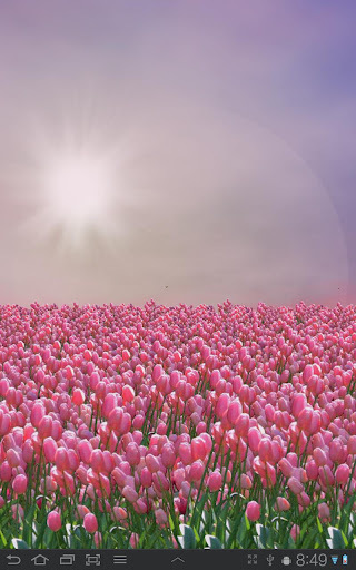 Tulip Field FREE截图1