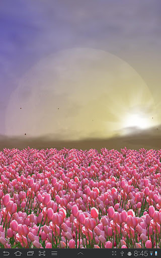 Tulip Field FREE截图3