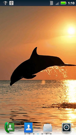 Diving Dolphins Live Wallpaper截图2