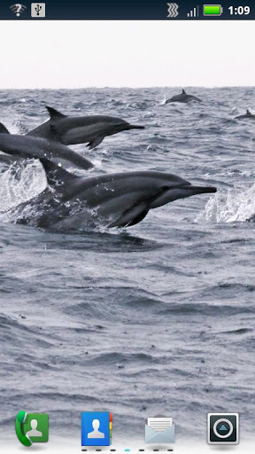 Diving Dolphins Live Wallpaper截图1