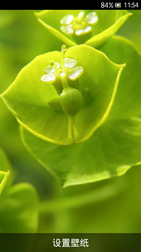 花朵绿植动态壁纸截图1