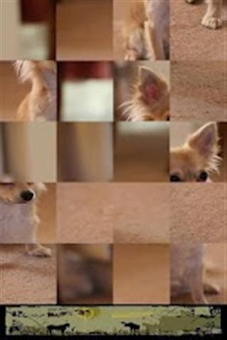 小狗拼图 Dog Puzzle: Chihuahua截图5