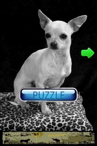 小狗拼图 Dog Puzzle: Chihuahua截图2