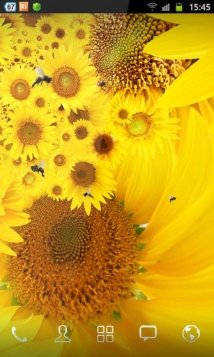 SunFlower Free Wallpaper截图2