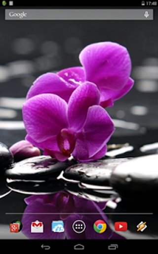 Orchids. Effect of water.截图4