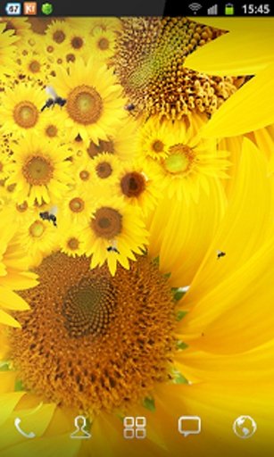 SunFlower Free Wallpaper截图6