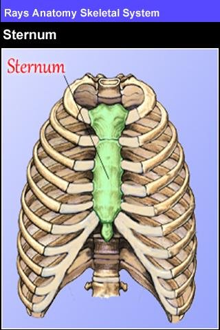 Rays Anatomy Skeletal System截图2