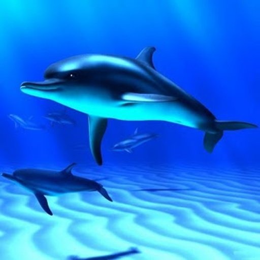 Beautiful Dolphin Magic Touch截图9