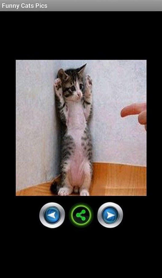 Funny cats pictures截图2