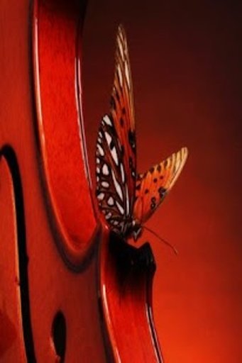 Butterfly Wallpapers HD截图6