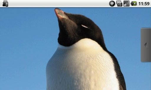 Full of Penguins Free截图4