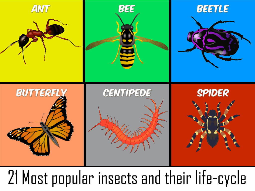 Insects Life Cycle Free截图9