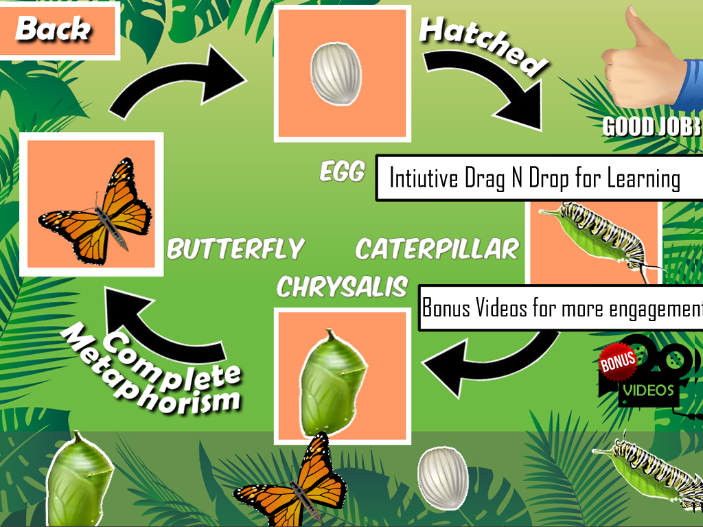 Insects Life Cycle Free截图6