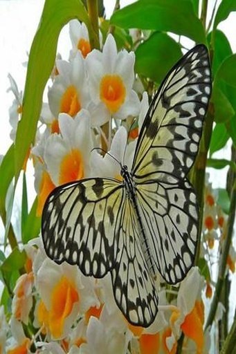 Butterfly Wallpapers HD截图5