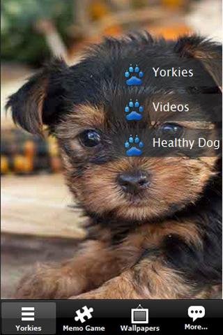 Yorkshire terrier Yorkies Dog截图1