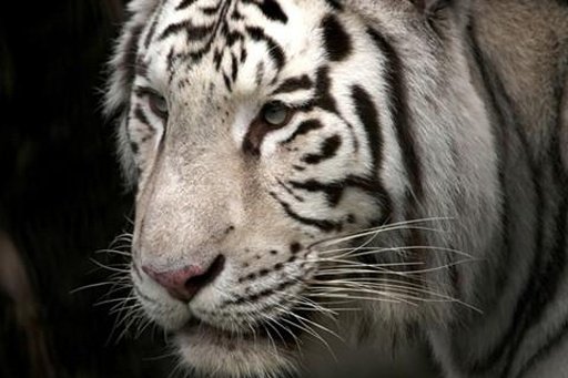 My Little White Tiger LWP截图4