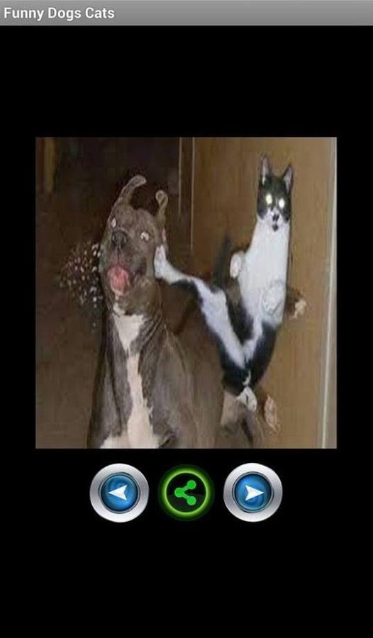 Funny Cats and Dogs截图3