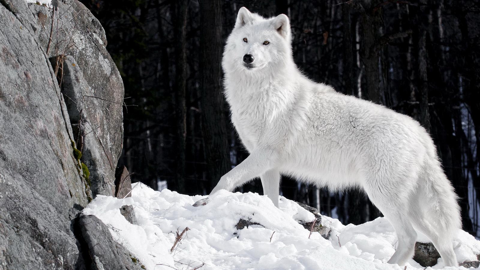 Wolf HD Wallpaper Live截图4