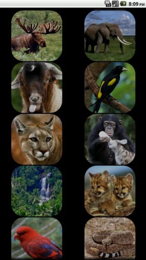 Jungle Animal Sounds截图5