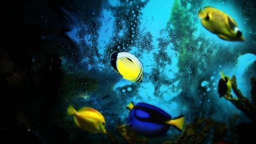 Beautiful underwater world截图2