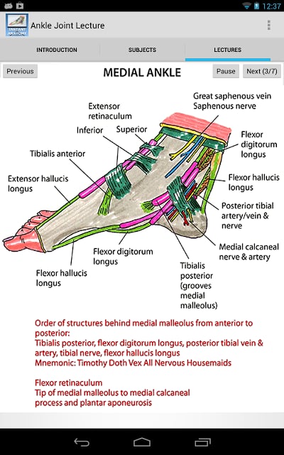 踝关节的解剖结构截图4