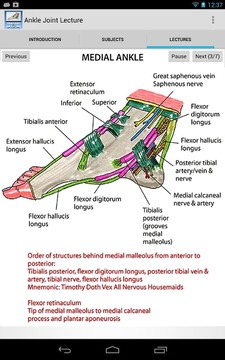 踝关节的解剖结构截图